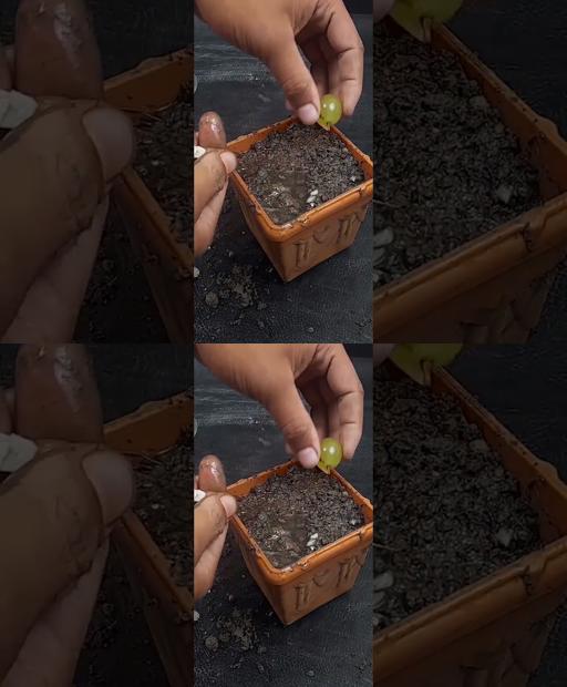 Grow Your Own Grapevine: Easy DIY Guide for Home Propagation! #Shorts
