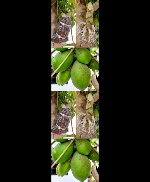 Grow Tiny Treats: Super Dwarf Papaya Propagation Secrets! 🌱🌿 #Shorts