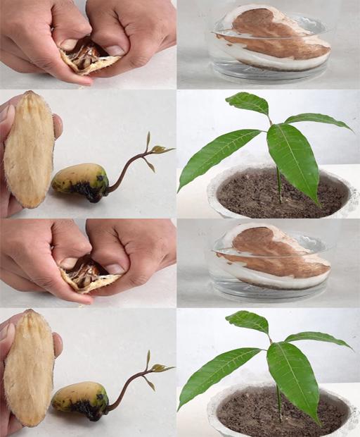 Watch a Mango Seed Bloom – Grow Your Own Tree in Minutes! 🌱🌳 #Shorts