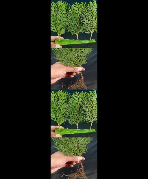 Grow Thuja the Quick Way: Cutting Propagation #Shorts