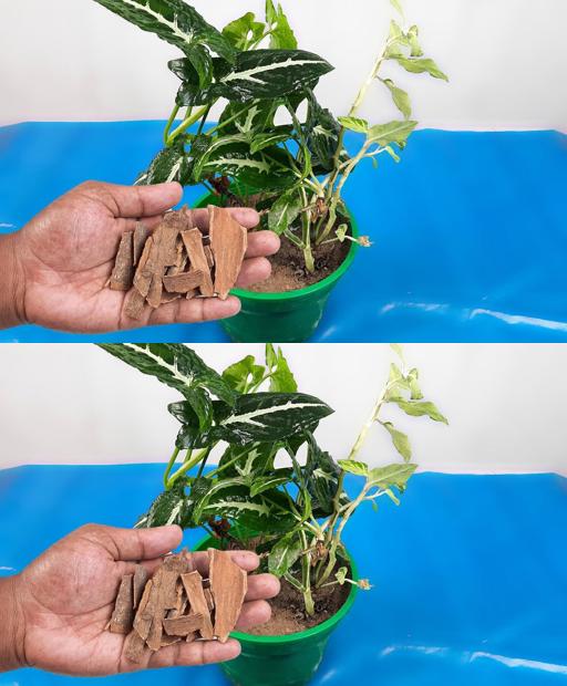 Crazy Cinnamon Hacks for Your Garden! 🌿 #Shorts