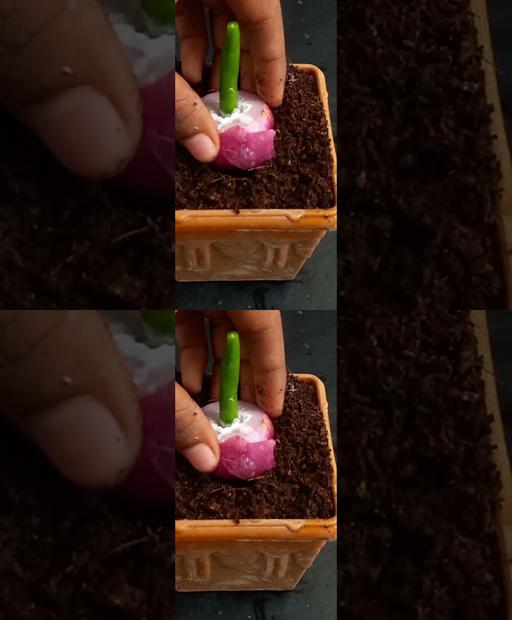 Chili Plant Propagation Hack: Boost Success by 100% with Onions! 🔥 #Shorts