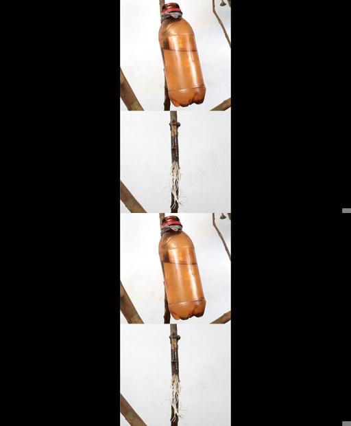 Guava Magic: How to Easily Propagate with Water! #Shorts