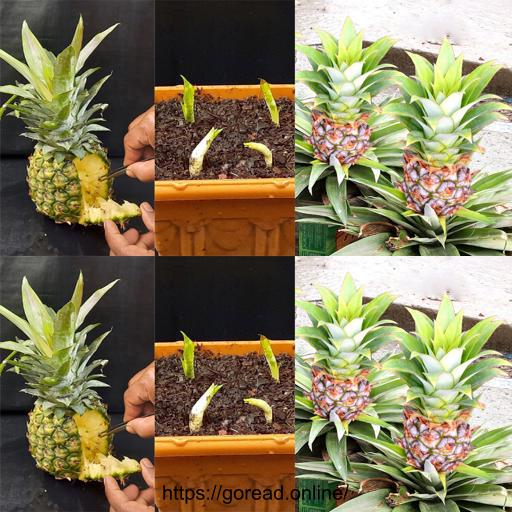 Unlock the Magic: Grow Your Own Pineapple Plant from Seeds! 🍍🌱 #PineappleParadise #GrowYourOwn #PlantParenting