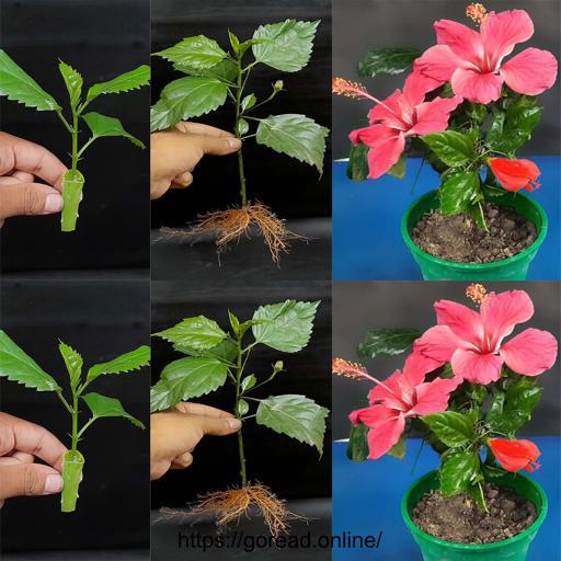 Boost Hibiscus Growth with Aloe Vera Rooting Tech! 🌺🌱 #PlantPropagtion #GardeningTips #GreenThumb