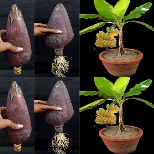 Banana Magic: Unlock the Secret of Growing a Tree from Plantain Flower 🌿🍌 #BananaTree #PlantainFlower #GreenThumb #NatureLovers