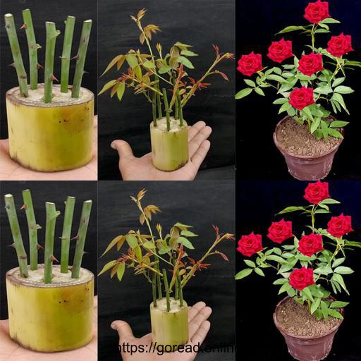 Banana Tree Trunk: The Secret to Growing Roses from Cuttings! 🌹🍌 #GardeningTips #PlantPropagation #GreenThumbAchievement