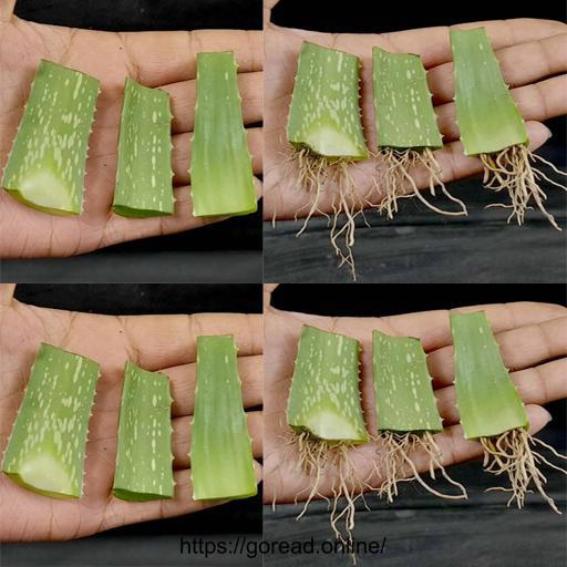 Secrets to Successfully Growing Aloe Vera from Leaf Cuttings 🌱🌿 | Planting Aloe Vera Leaves Made Easy! #AloeVera #GardeningTips #PlantLovers