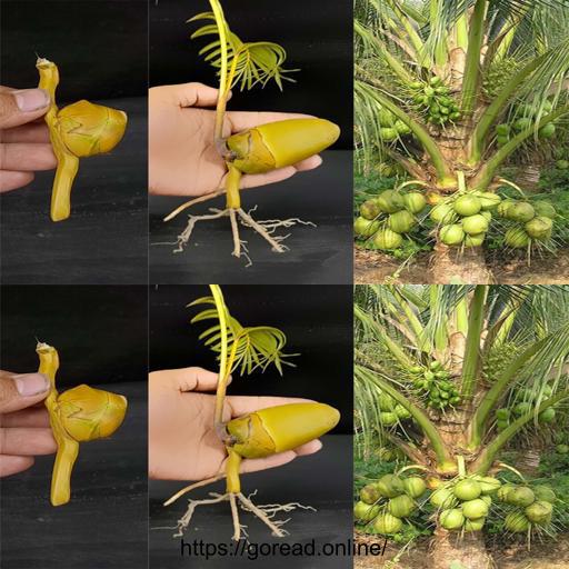 Coconut Craze: Grow Your Own Coconut Tree from a Baby Coconut! 🌴🌱 #CoconutTree #GardeningTips #DIYProject