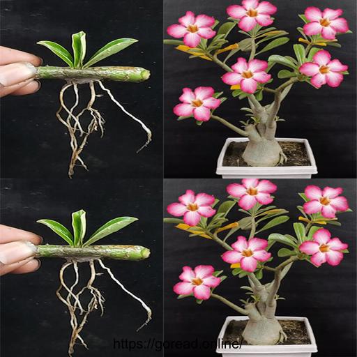 Banana-licious Cutting Tips: Prune Your Adenium Flowers Like a Pro #AdeniumFlowers #GardeningHacks #AdeniumPlantCare