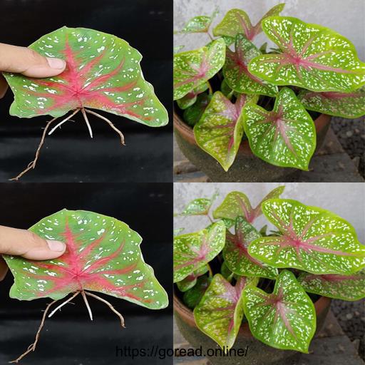 Water Propagation Wizardry: Unleash the Beauty of Caladium Bicolor 🌿💧 #PlantPropagation #CaladiumLove #WaterRooting