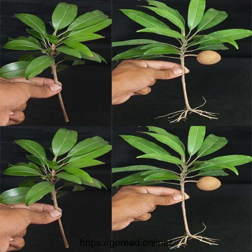 Unlock the Secrets to Successful Sapodilla Tree Propagation! 🌱🔥 #GardeningTips #PlantPropagation #SapodillaTree #SapotaFruit