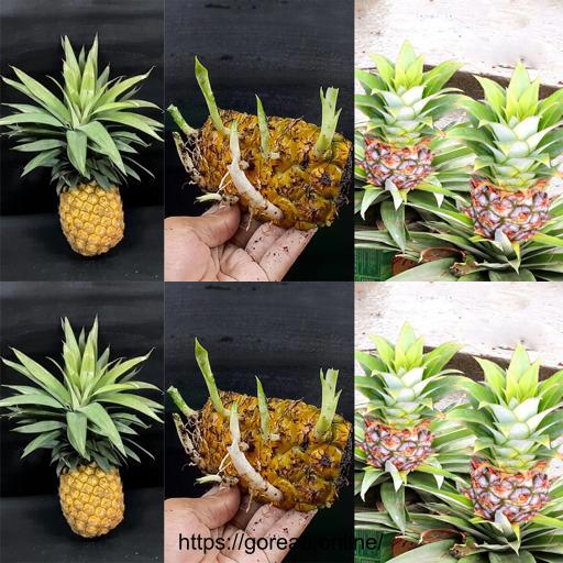 Unlock the Secret: Grow Your Own Pineapple Tree from Fruit! 🍍🌳 #GardeningTips #DIYProjects #HomeGardening