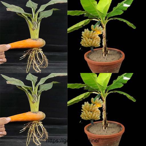 🌱🍌🥕 Unleash Your Creativity: Grow Banana Trees from Banana Fruits & Carrots! 🍌🌳🥕 #DIYgardening #PlantLovers #BananaTree #CarrotTree #GreenThumb #CreativeIdeas