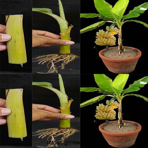 Banana Plant Propagation Made Easy with Rooting Hormone 🌱🍌 #GardeningTips #PlantPropagation #GreenThumb