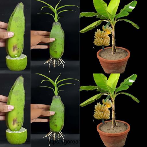 Discover Our Unique Skill: Growing a Banana Tree from a Banana! 🍌🌳 #BananaTree #Gardening #DIY #GreenThumb