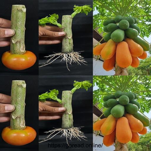 Level up your gardening game with this simple hack 🌱🌿🌞 How to grow a Papaya tree from stem cutting like a pro! #GardeningTips #PlantLovers #GreenThumb #PapayaTree #DIYGarden