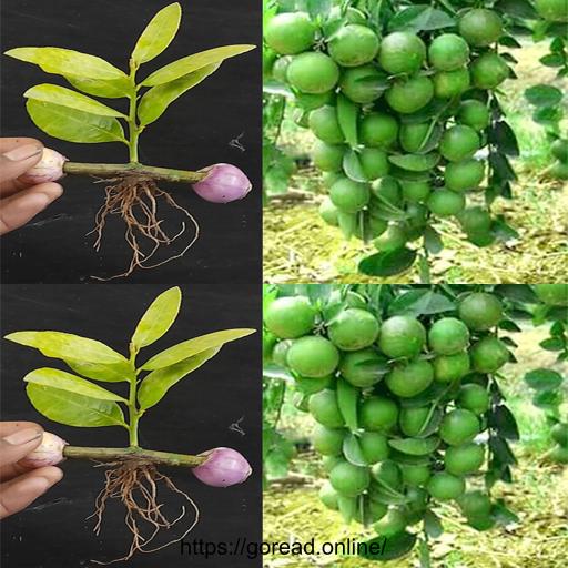 Get Rooted! 🌿🍋 Discover the Best Natural Orange Rooting Hormone for Propagating Lemon Trees with Ease! #PlantPropagation #RootingHormone #GreenThumb