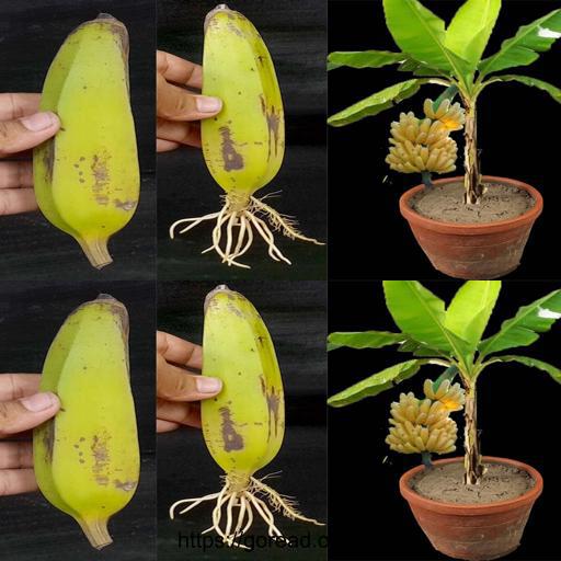 Bananas to Trees: Unleash Your Green Thumb with This Unique Skill! 🌱🍌 #GrowYourBanana #BananaTreeMagic #GreenThumbSociety