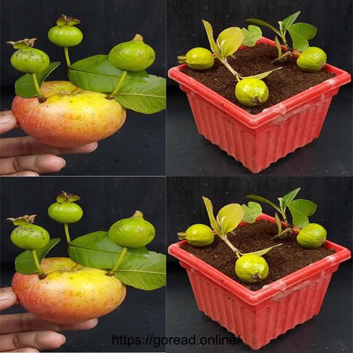 Grow Juicy Guava the Easy Way Using Apple Rooting Power! 🌱🍏 #Guava #FruitGardening #NaturalRooting #GreenThumb