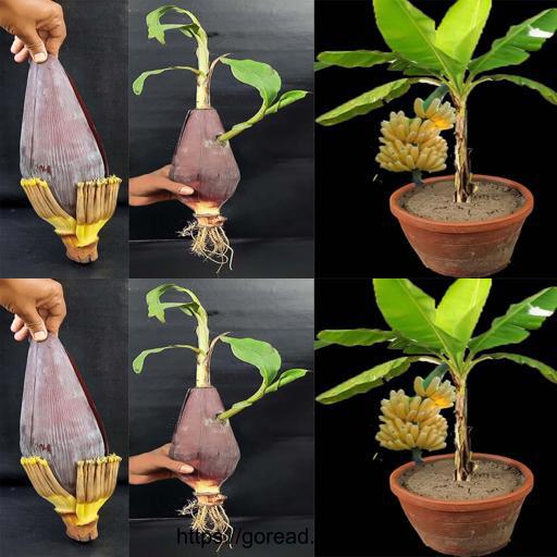 Banana Boom! 🍌🌿 Discover how to grow a banana tree from plantain flower and witness the incredible transformation 🌺🌳 #BananaTreeMagic #PlantainFlowerGrowth #TropicalDIY