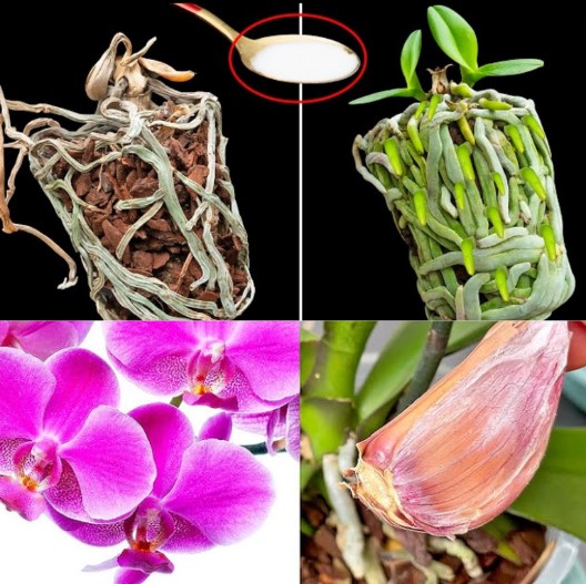 A small handful will be the best fertilizer for orchid leaves