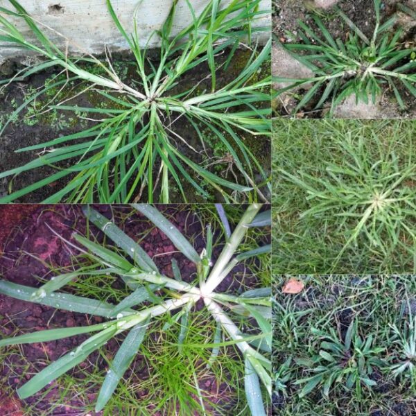 Discover the Backyard Wonder: Goose Grass – Your Natural Remedy for 10+ Ailments!