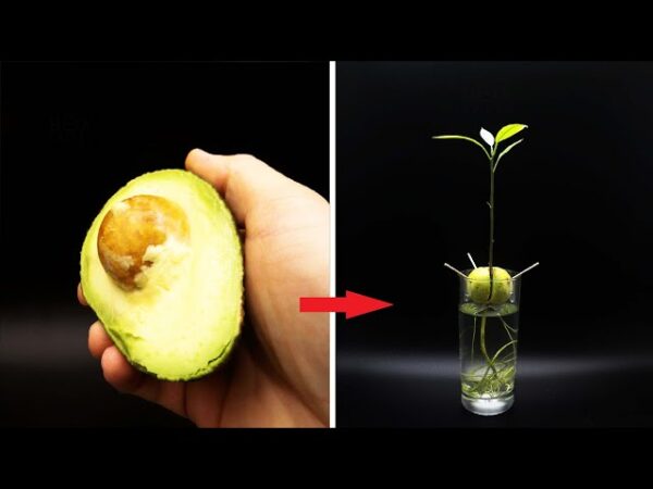 Stop buying avocados. Here’s how to grow an avocado tree in a small pot at home